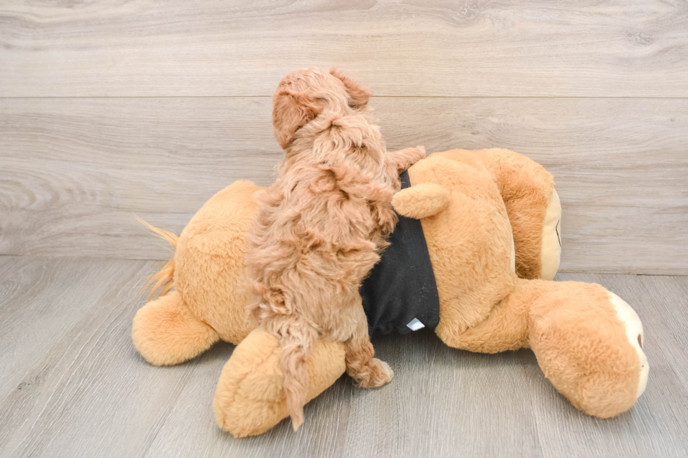 Poochon Puppy for Adoption