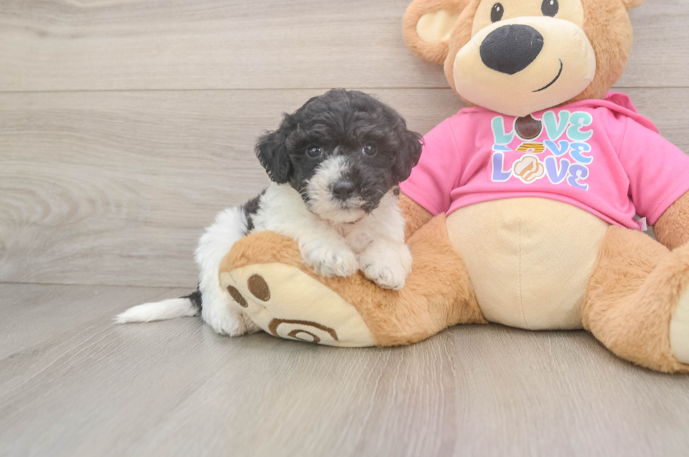 6 week old Poochon Puppy For Sale - Lone Star Pups