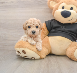 7 week old Poochon Puppy For Sale - Lone Star Pups