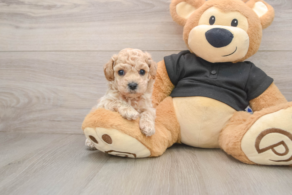 Poochon Pup Being Cute