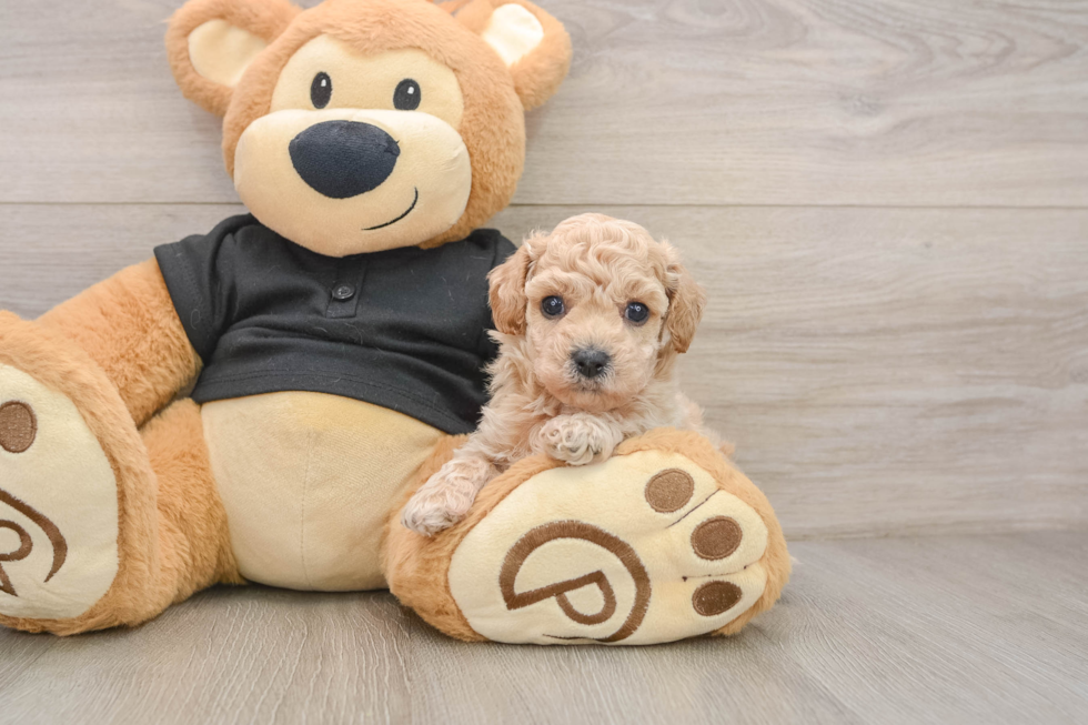 Poochon Pup Being Cute