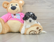 6 week old Poochon Puppy For Sale - Lone Star Pups