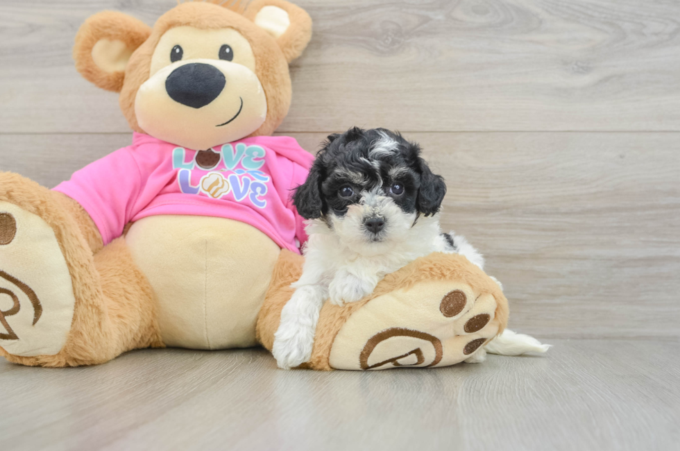 5 week old Poochon Puppy For Sale - Lone Star Pups