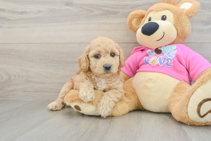 Meet Evan - our Poochon Puppy Photo 1/3 - Lone Star Pups