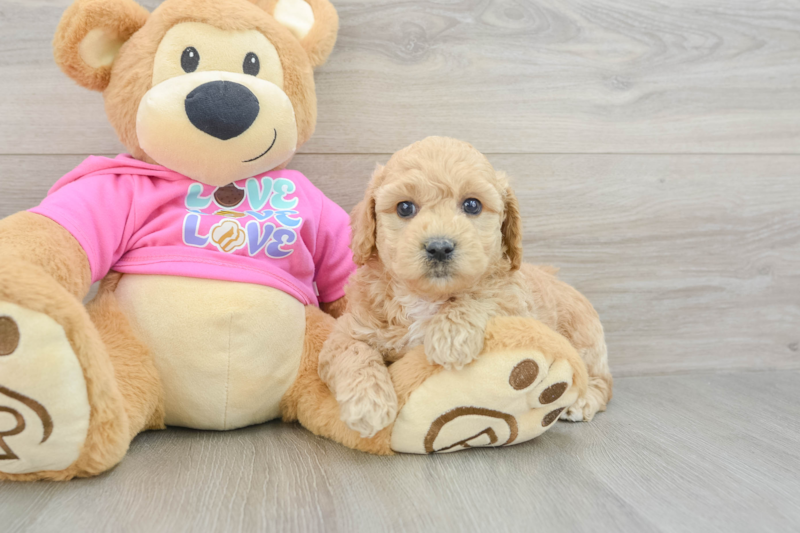 Meet Evan - our Poochon Puppy Photo 3/3 - Lone Star Pups
