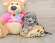 8 week old Poochon Puppy For Sale - Lone Star Pups
