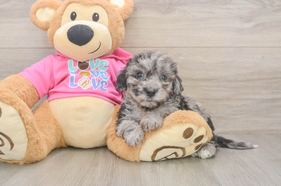 6 week old Poochon Puppy For Sale - Lone Star Pups