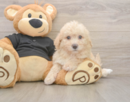 6 week old Poochon Puppy For Sale - Lone Star Pups