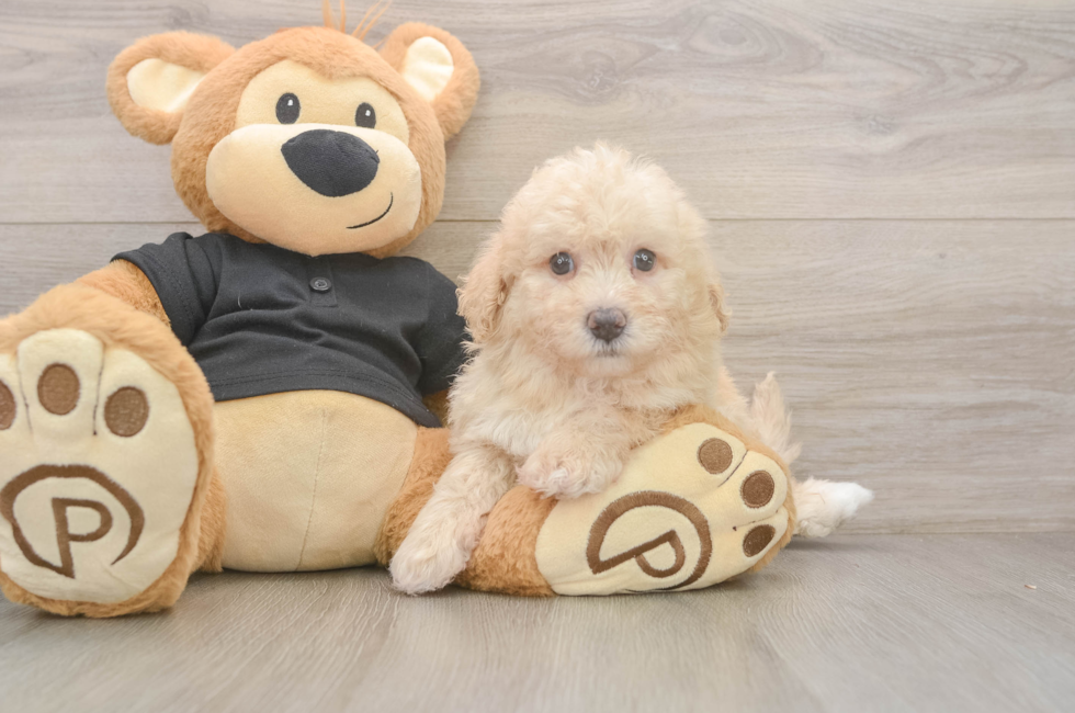 5 week old Poochon Puppy For Sale - Lone Star Pups