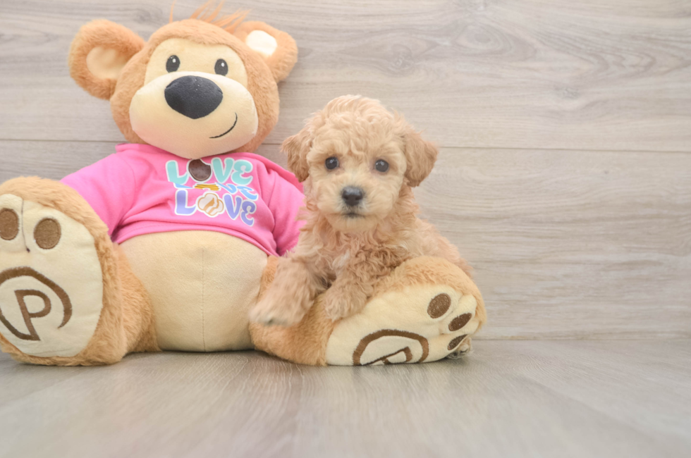 5 week old Poochon Puppy For Sale - Lone Star Pups