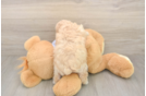 Hypoallergenic Bichpoo Poodle Mix Puppy