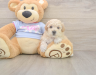 7 week old Poochon Puppy For Sale - Lone Star Pups