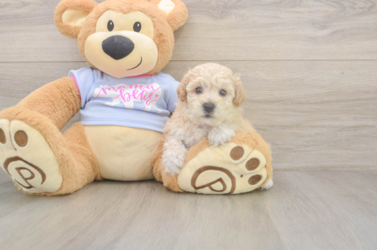 5 week old Poochon Puppy For Sale - Lone Star Pups Best Poochon Baby