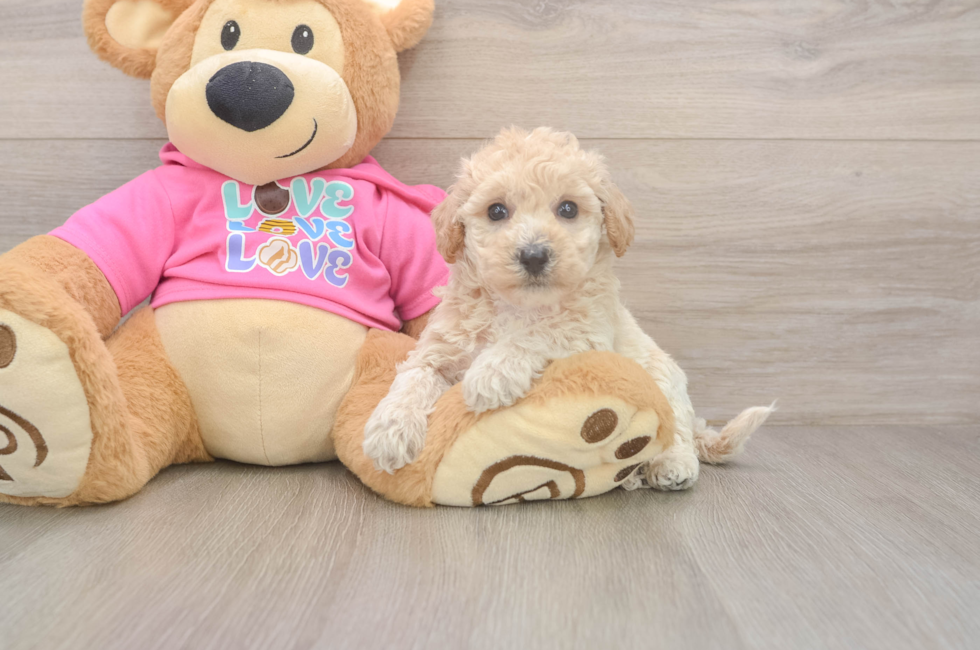 5 week old Poochon Puppy For Sale - Lone Star Pups