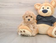 5 week old Poochon Puppy For Sale - Lone Star Pups