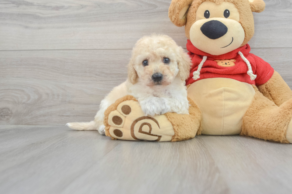 6 week old Poochon Puppy For Sale - Lone Star Pups