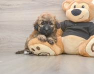 6 week old Poochon Puppy For Sale - Lone Star Pups