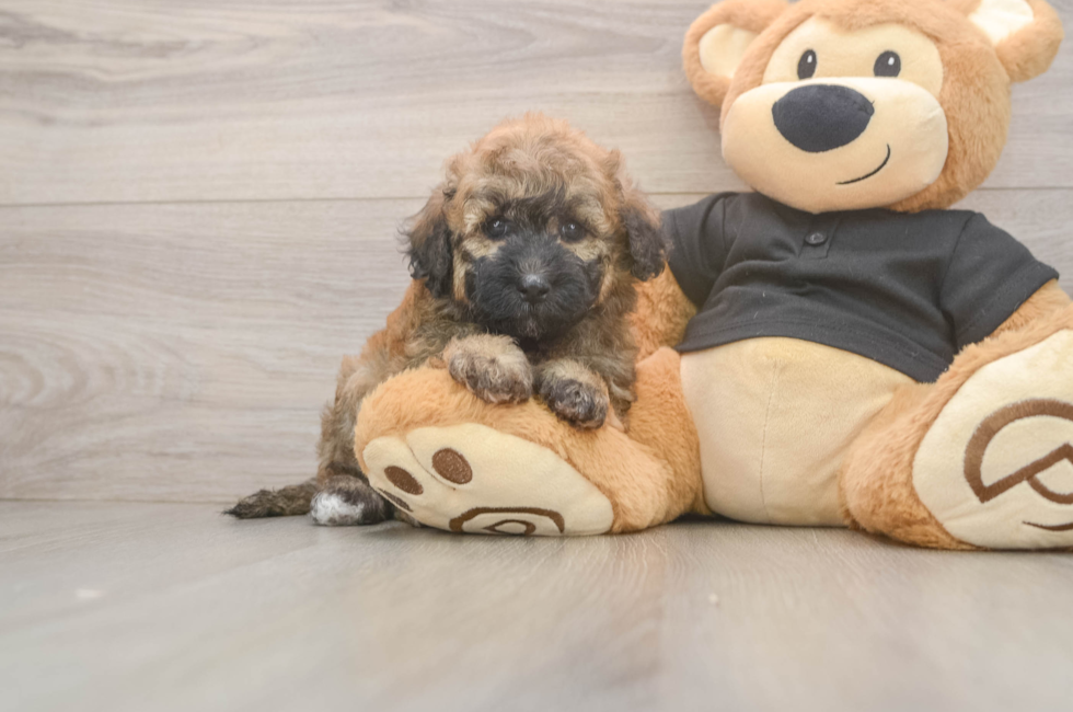 5 week old Poochon Puppy For Sale - Lone Star Pups