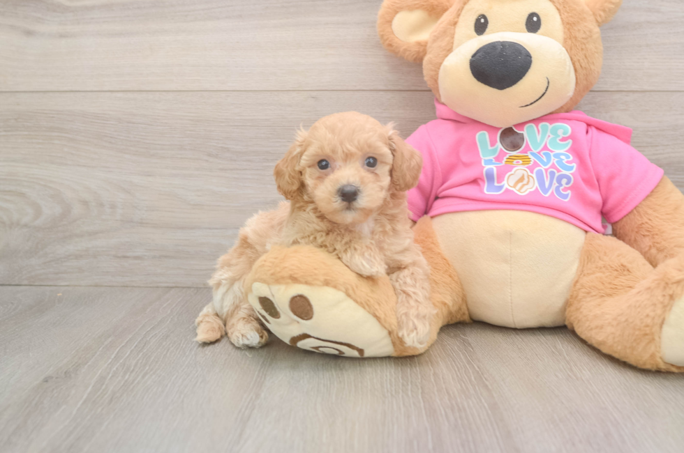 5 week old Poochon Puppy For Sale - Lone Star Pups