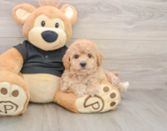 5 week old Poochon Puppy For Sale - Lone Star Pups