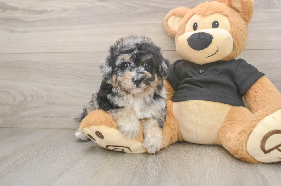 5 week old Poochon Puppy For Sale - Lone Star Pups