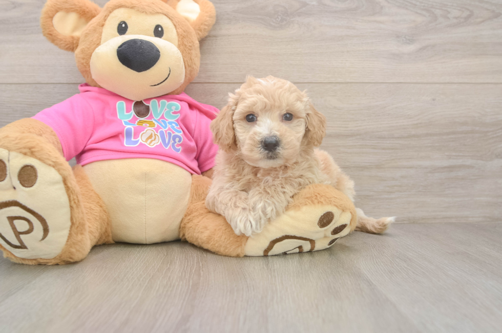 5 week old Poochon Puppy For Sale - Lone Star Pups