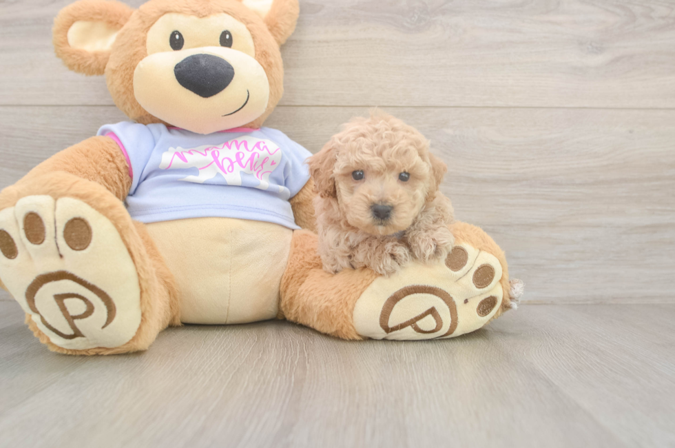 5 week old Poochon Puppy For Sale - Lone Star Pups