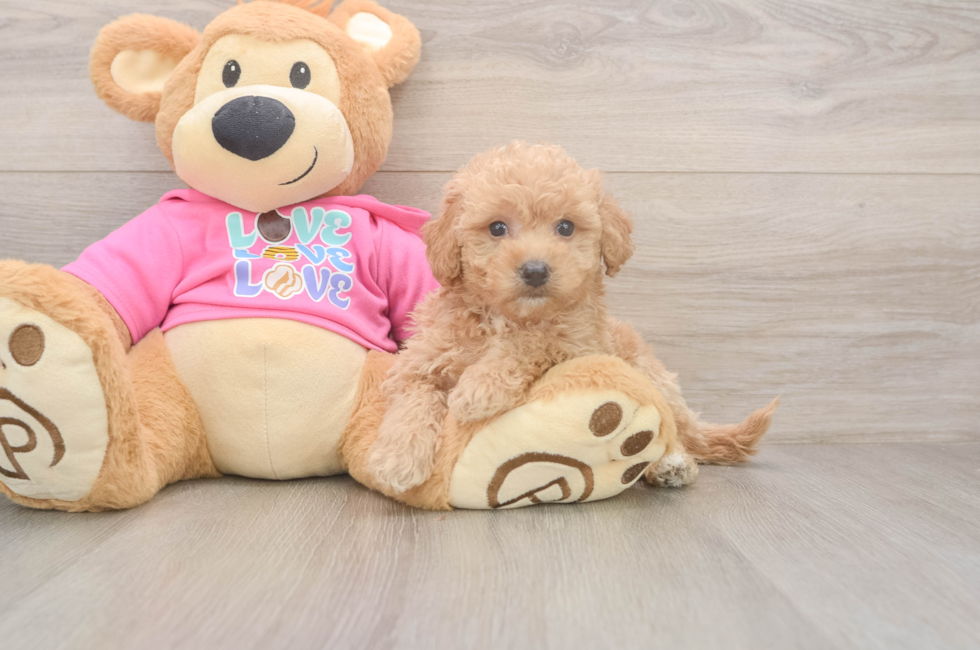 5 week old Poochon Puppy For Sale - Lone Star Pups