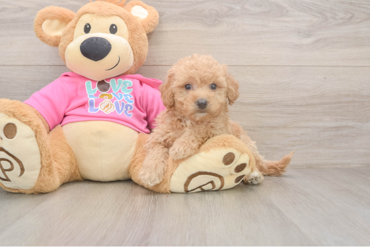 Meet Frecksie - our Poochon Puppy Photo  1/3 - Lone Star Pups Best Poochon Baby