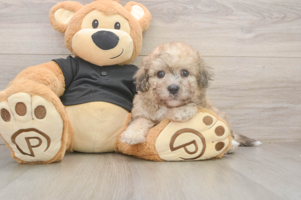 5 week old Poochon Puppy For Sale - Lone Star Pups