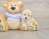 8 week old Poochon Puppy For Sale - Lone Star Pups