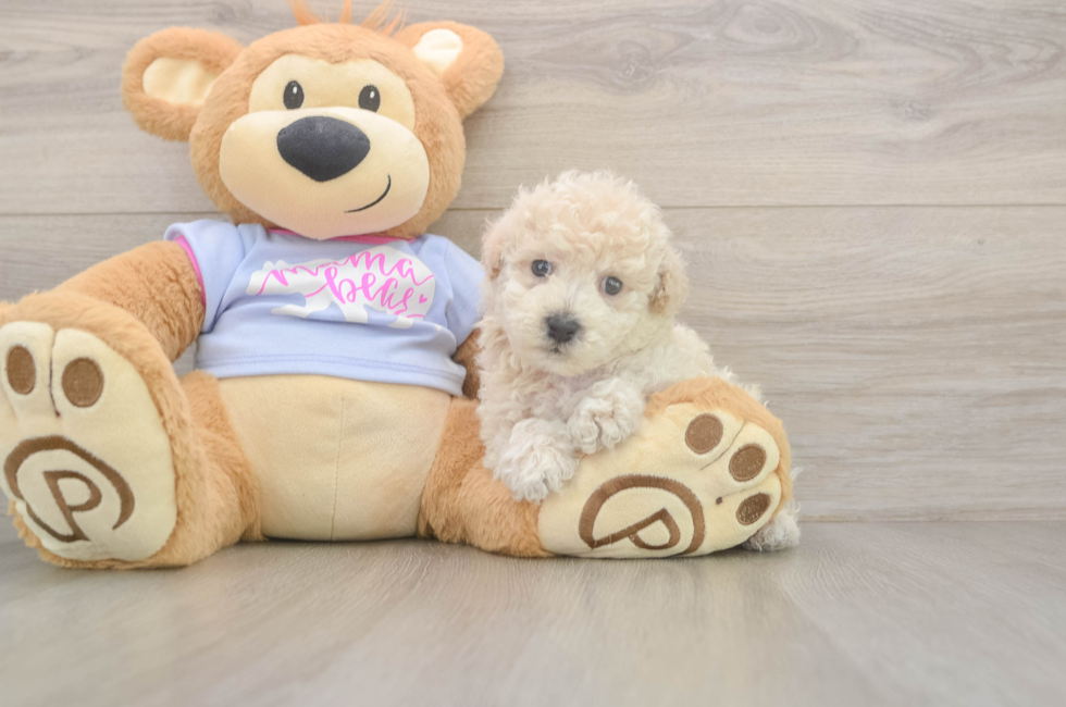 5 week old Poochon Puppy For Sale - Lone Star Pups