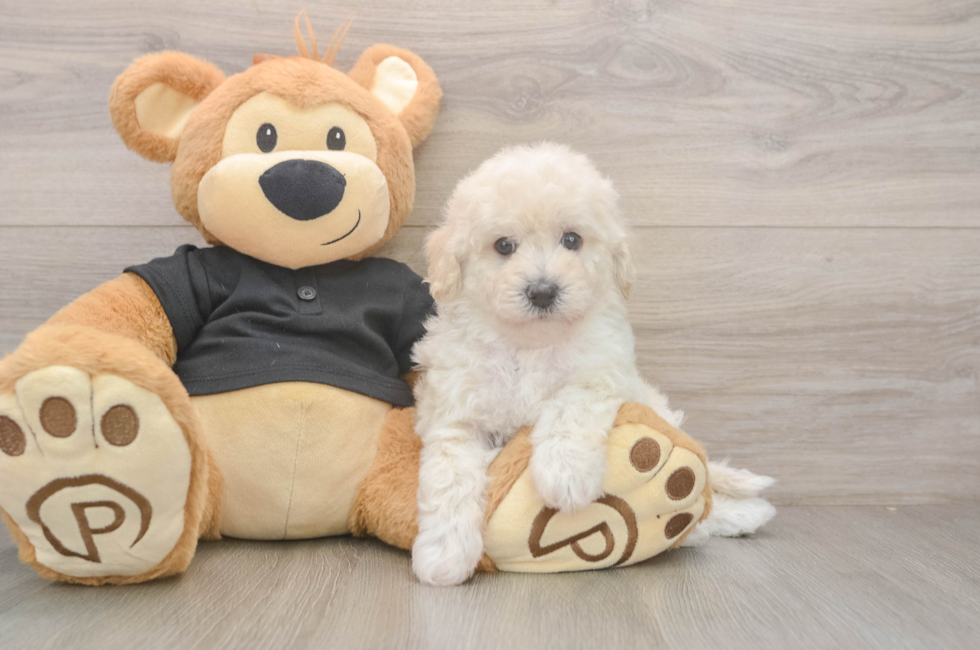 5 week old Poochon Puppy For Sale - Lone Star Pups