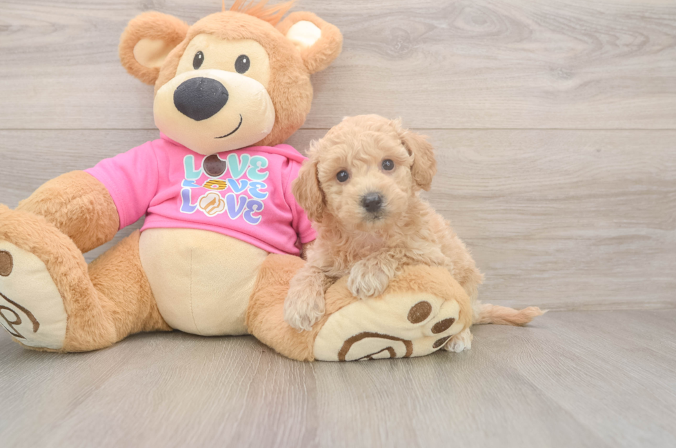 5 week old Poochon Puppy For Sale - Lone Star Pups