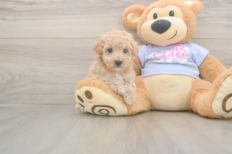 5 week old Poochon Puppy For Sale - Lone Star Pups