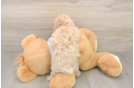 Poochon Puppy for Adoption