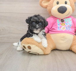 5 week old Poochon Puppy For Sale - Lone Star Pups