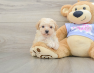 6 week old Poochon Puppy For Sale - Lone Star Pups