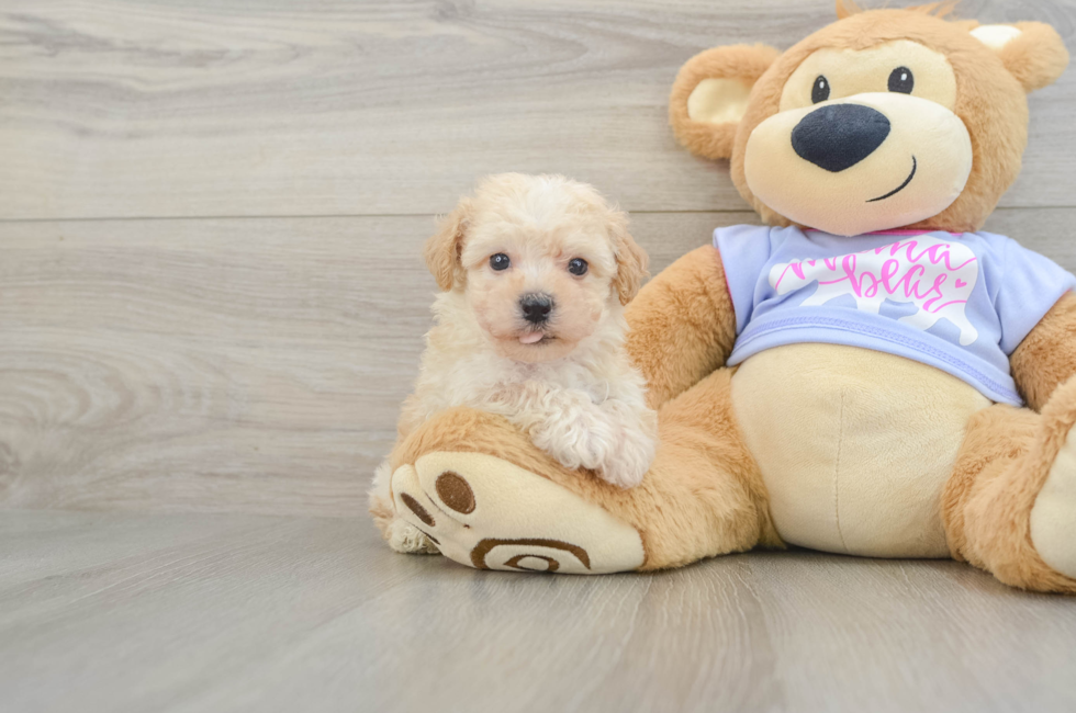 5 week old Poochon Puppy For Sale - Lone Star Pups
