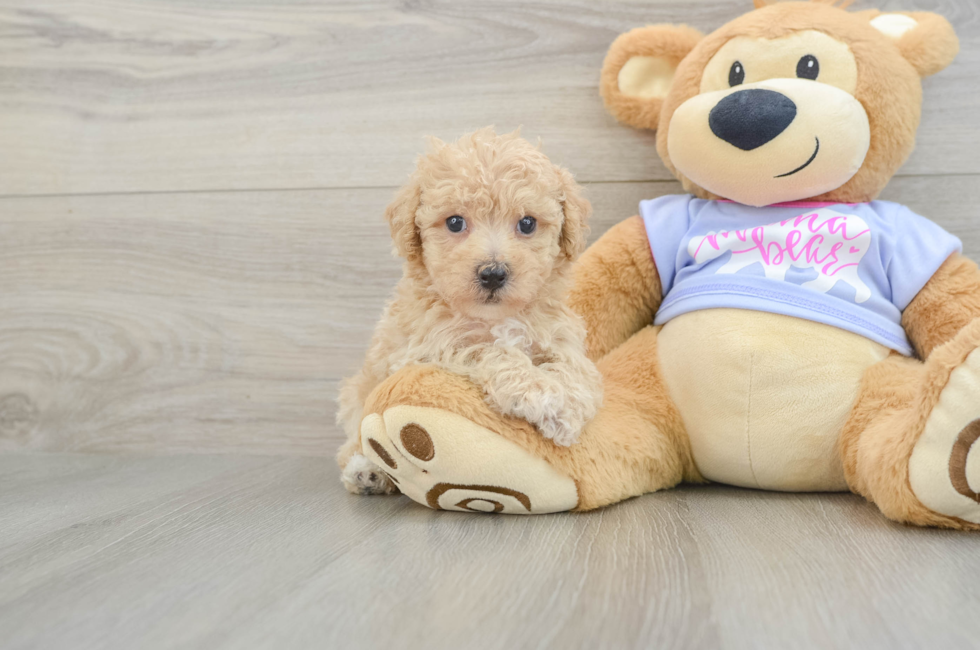 5 week old Poochon Puppy For Sale - Lone Star Pups