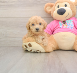 6 week old Poochon Puppy For Sale - Lone Star Pups