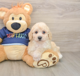 5 week old Poochon Puppy For Sale - Lone Star Pups