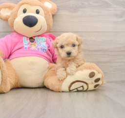 6 week old Poochon Puppy For Sale - Lone Star Pups