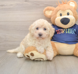5 week old Poochon Puppy For Sale - Lone Star Pups