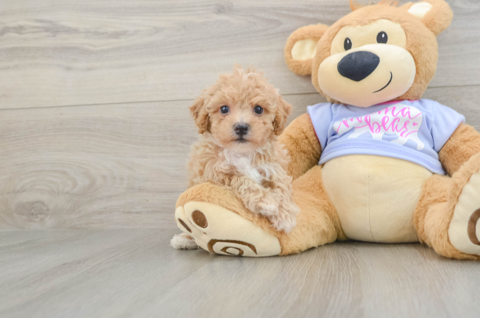 5 week old Poochon Puppy For Sale - Lone Star Pups