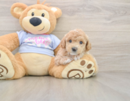 6 week old Poochon Puppy For Sale - Lone Star Pups