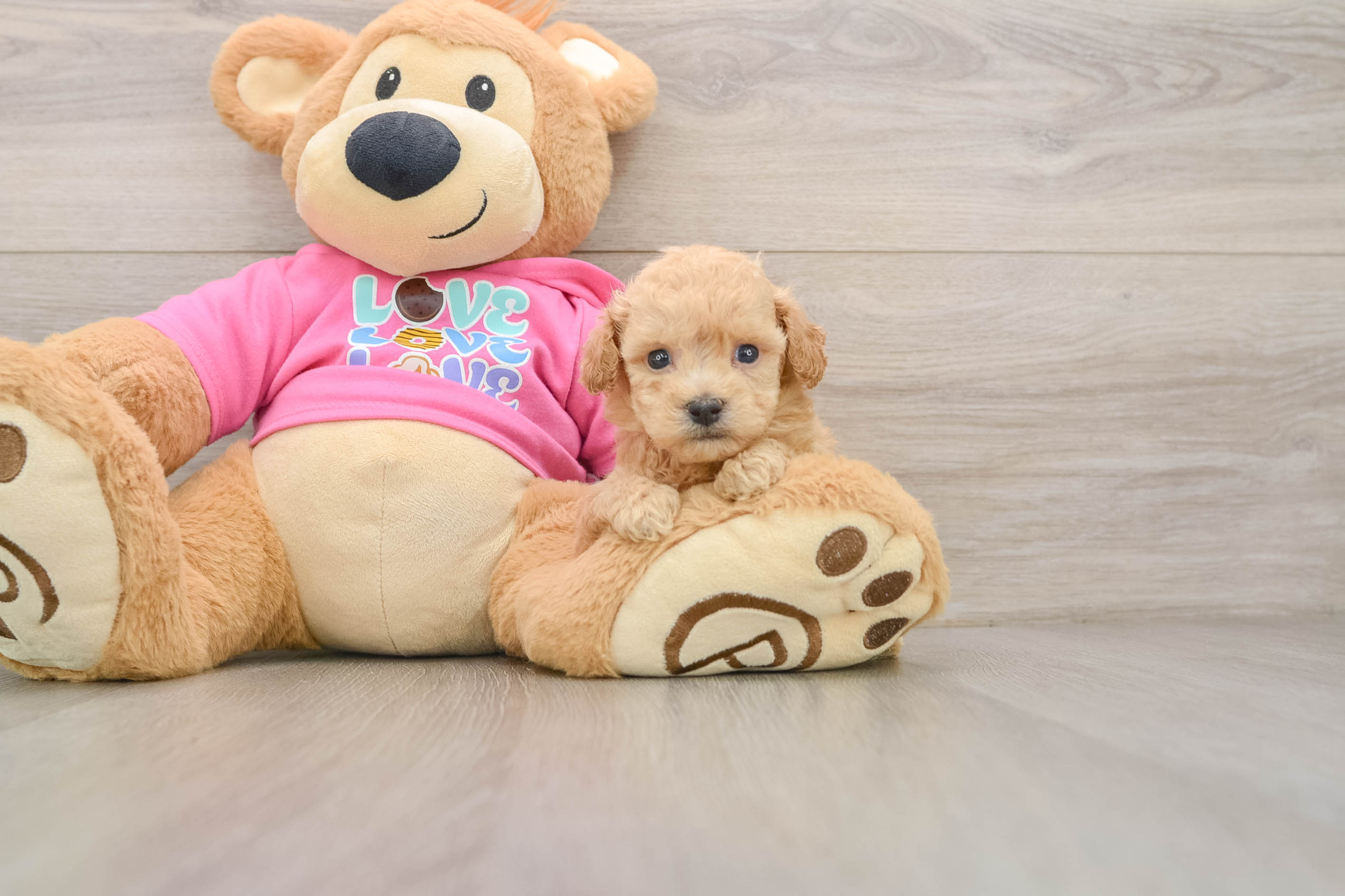 Popular Poochon Poodle Mix Pup