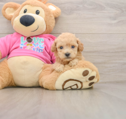 6 week old Poochon Puppy For Sale - Lone Star Pups