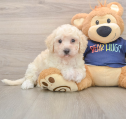 5 week old Poochon Puppy For Sale - Lone Star Pups