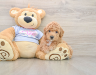 6 week old Poochon Puppy For Sale - Lone Star Pups